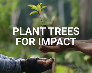 Plant Trees For Impact