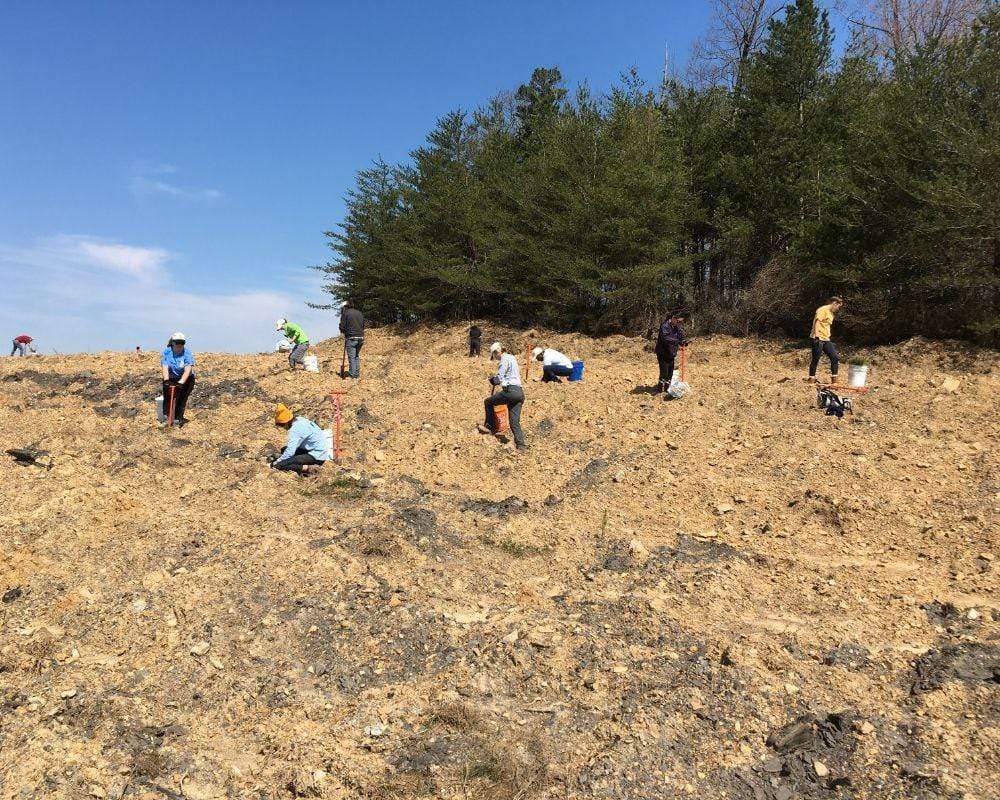 Planting trees in Appalachia - One Tree Planted