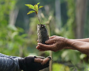 Hand carrying a seedling