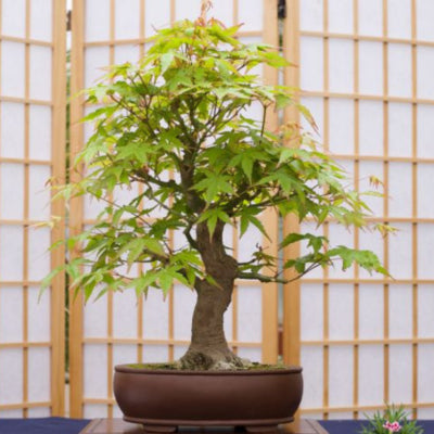 Bonsai Tree - Plant A Tree Kit