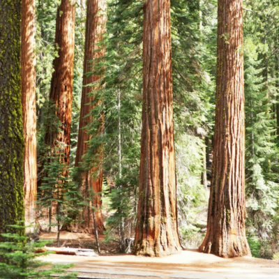 Coast Redwood - Plant A Tree Kit