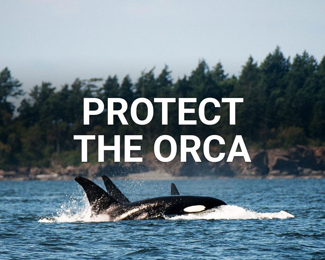 Plant Trees for the Orca