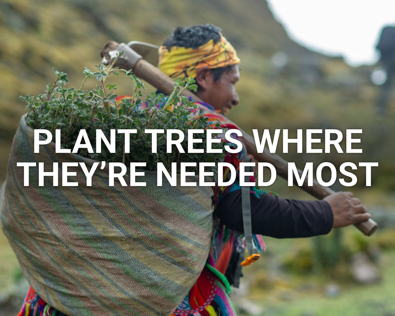 Plant Trees Where They're Needed Most