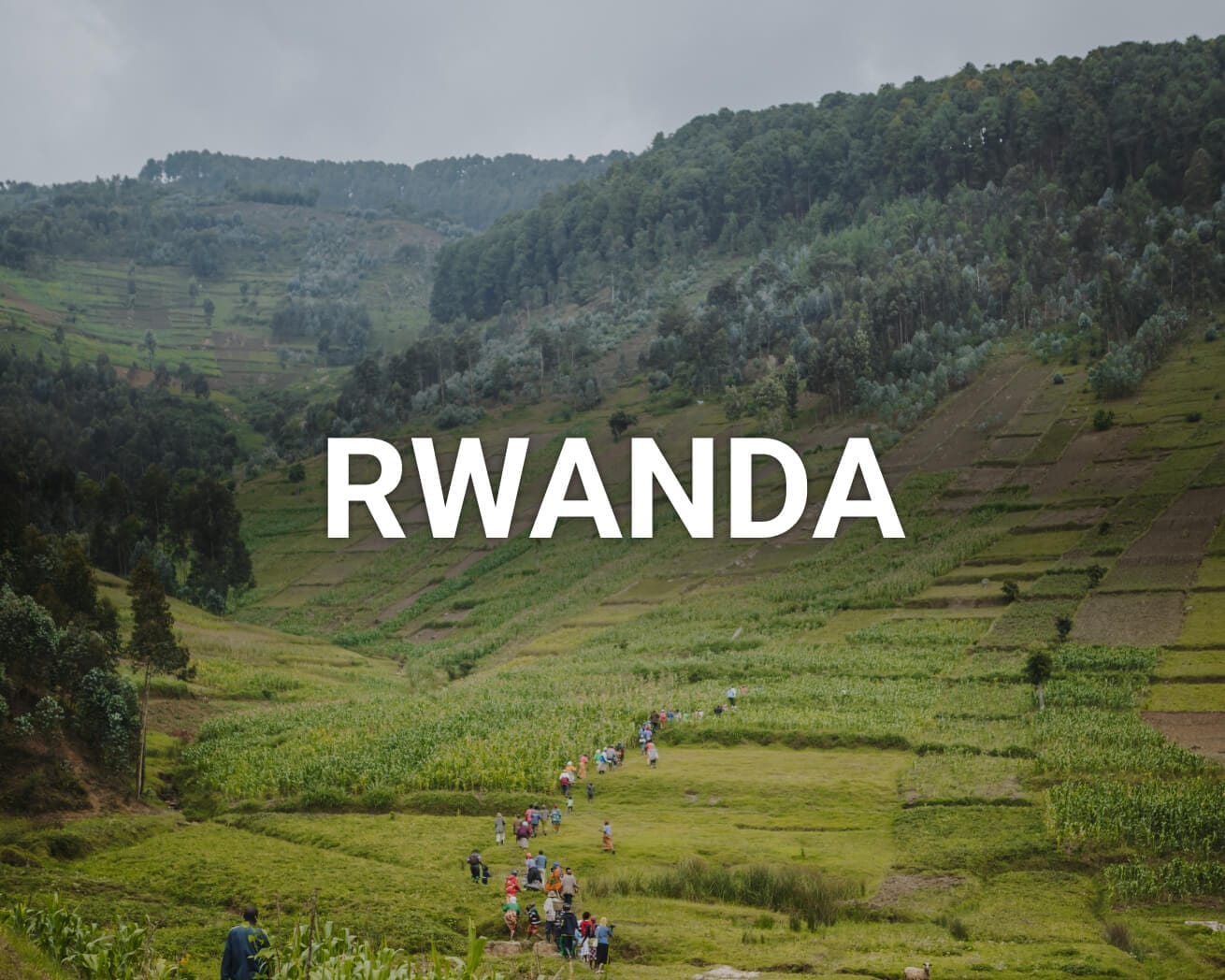 Rwanda hills and trees