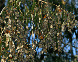 A group of monarch butterflies roosting in a tree